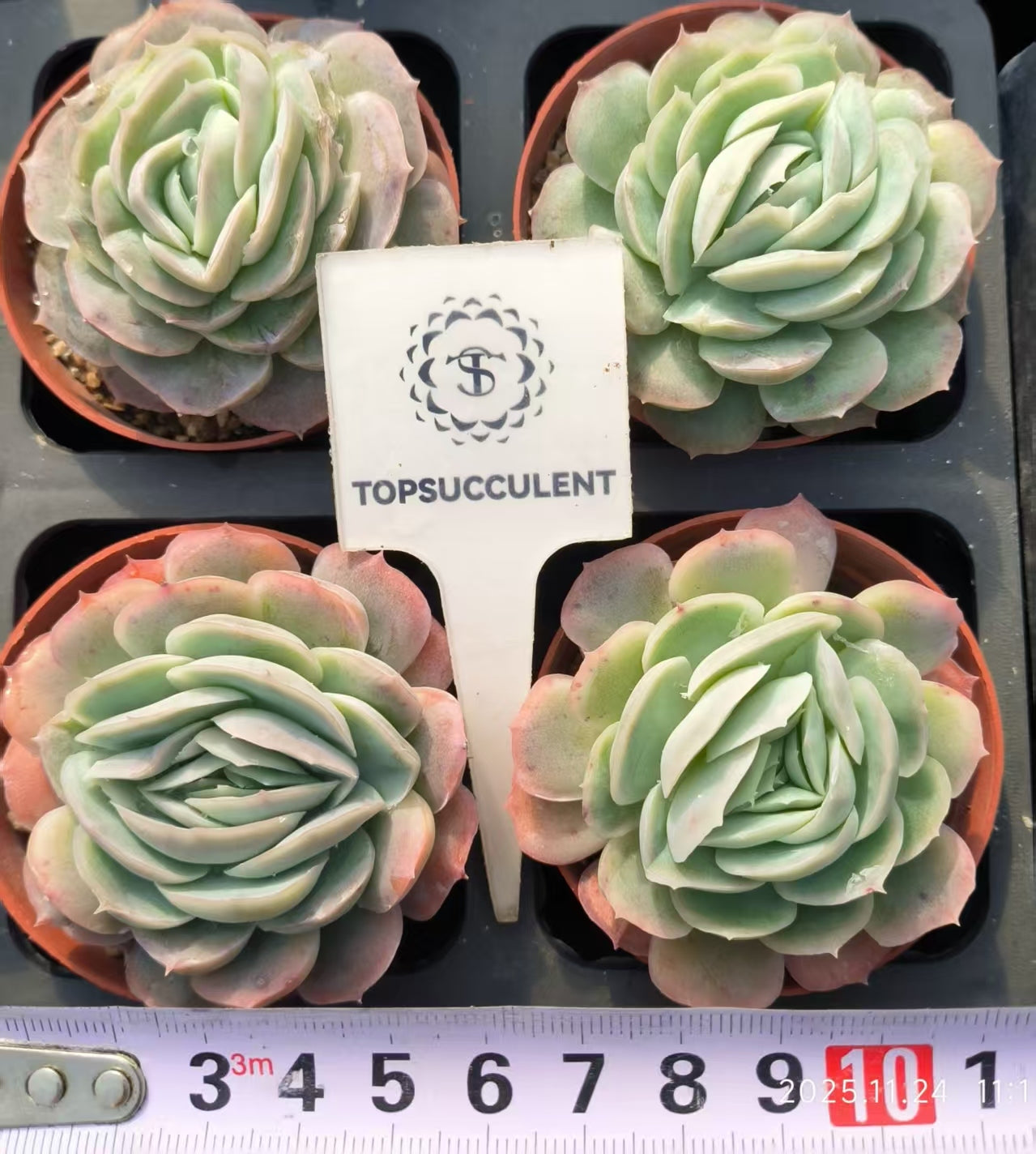 22478 ポトシナ(6.5cm pot)