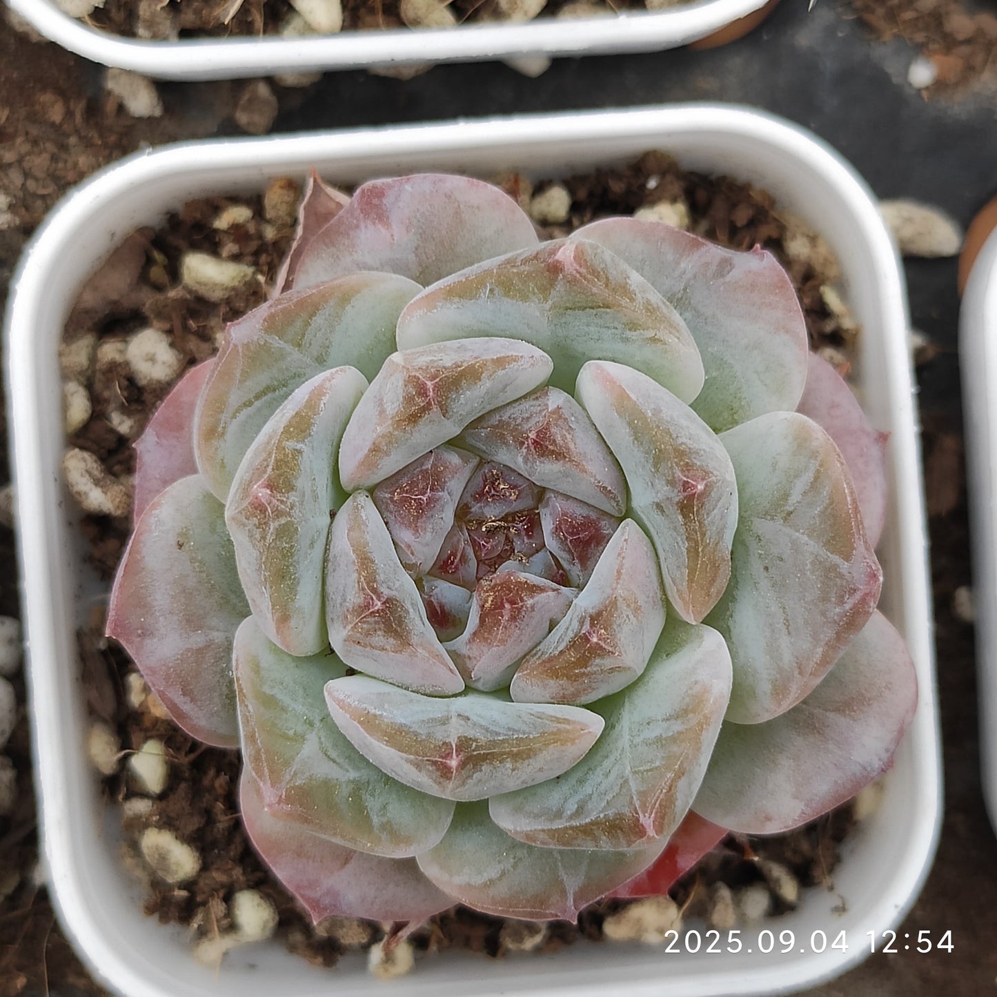 MMY1000 アイススピリット(5.5cm pot)
