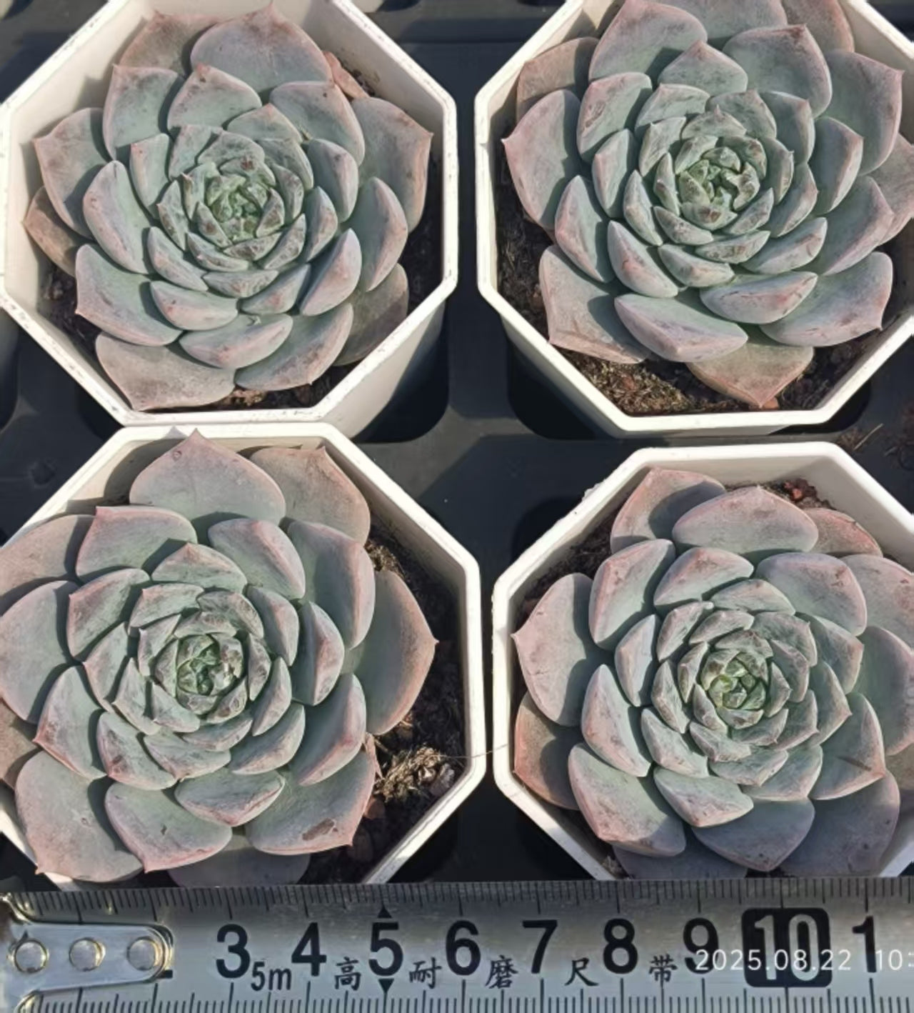 LYC084 エリークィーン(7cm pot)