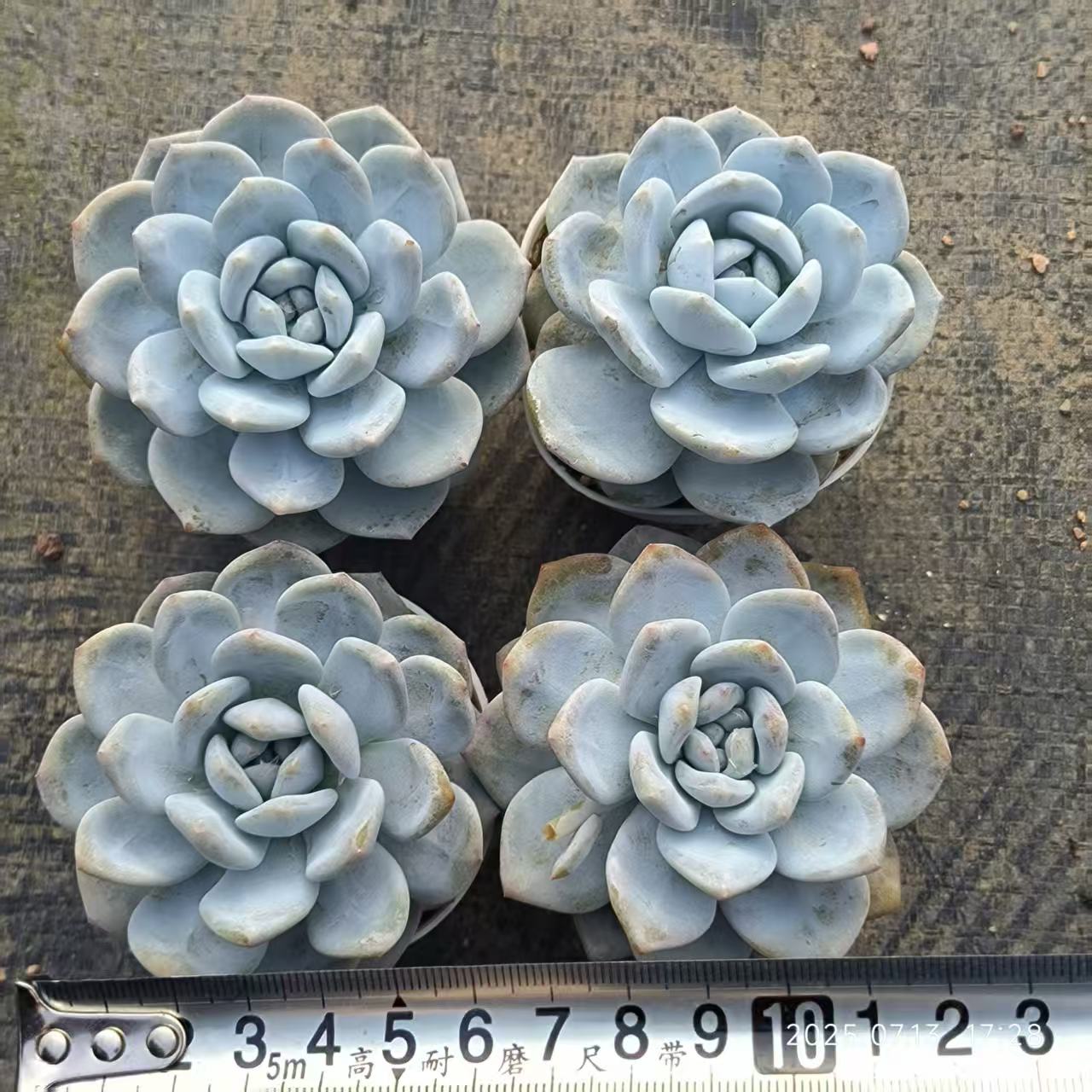 QH115 モンロー x ホワイトフェニックス(6.5cm pot)