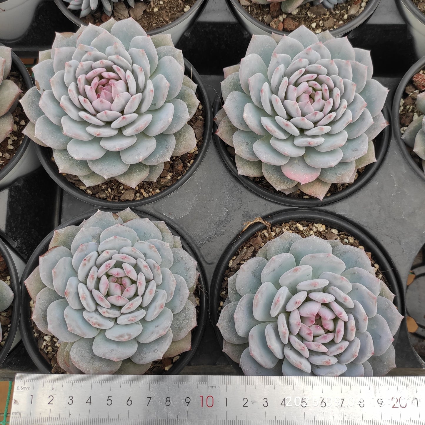 MMY1275 ジェイドモンロー(12cm pot)