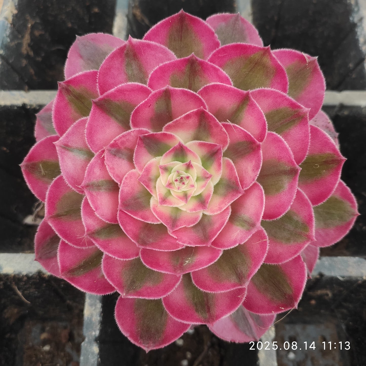 YS259 アエオニウム ライチー(9cm pot )