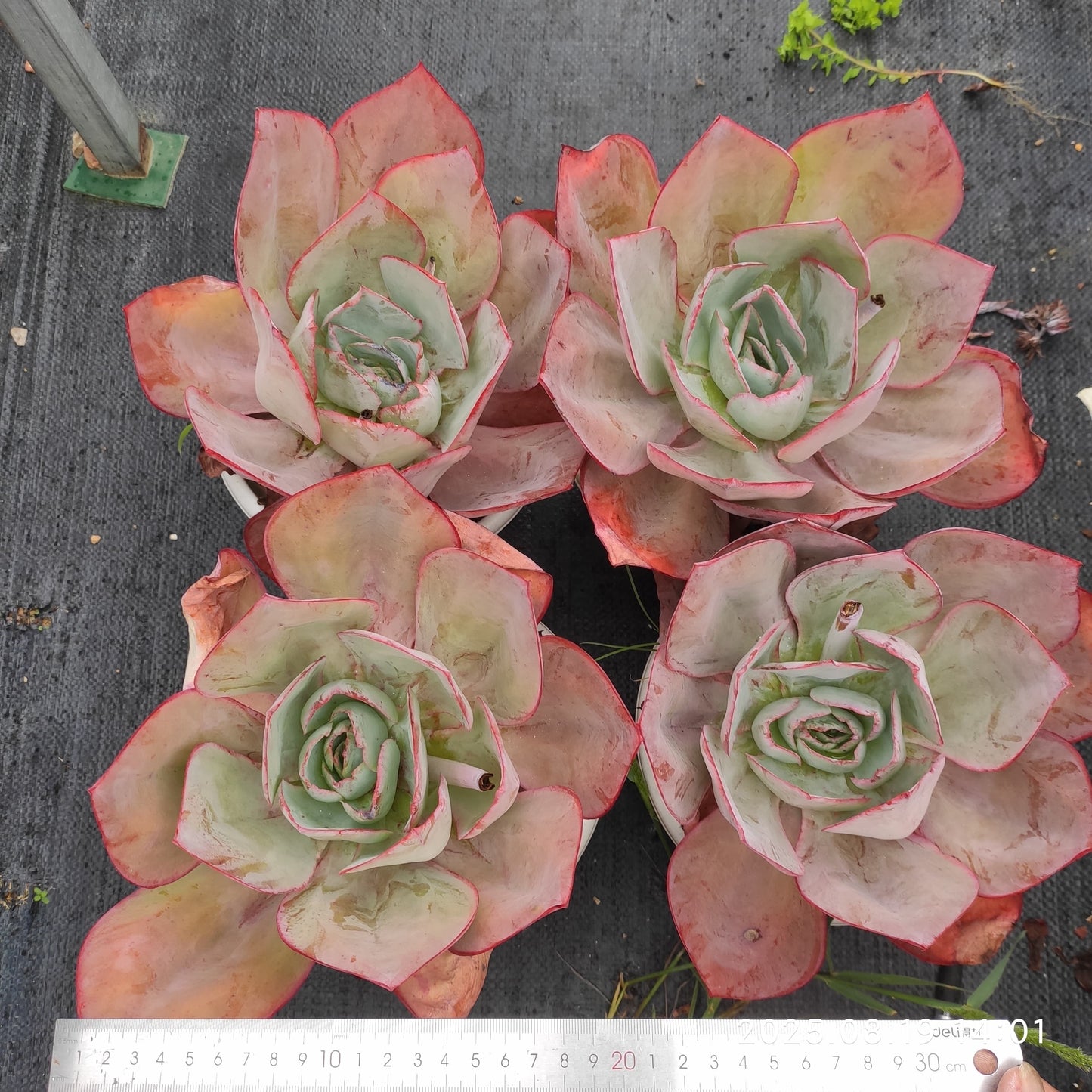 ZAJ061 ケネディー(23cm pot)