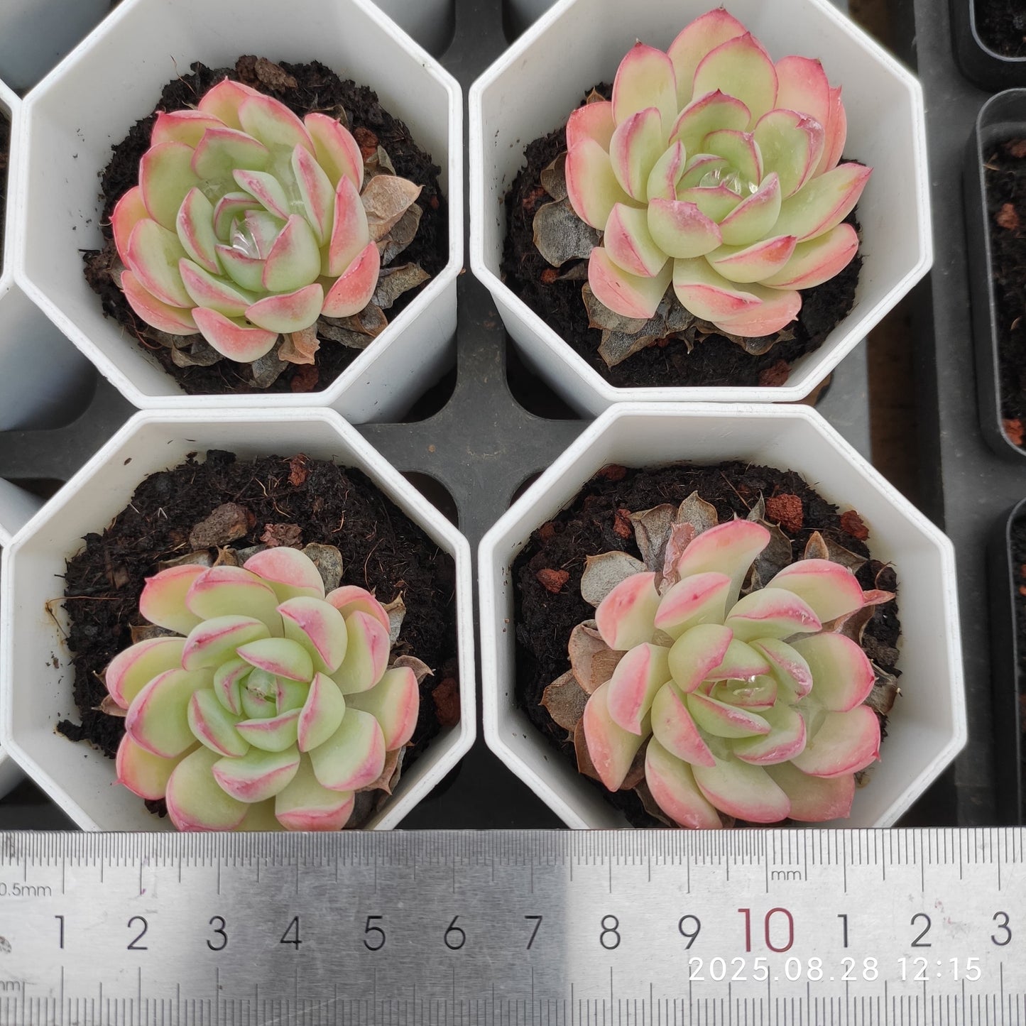 YBB053 ストロベリーアイス(7cm pot)
