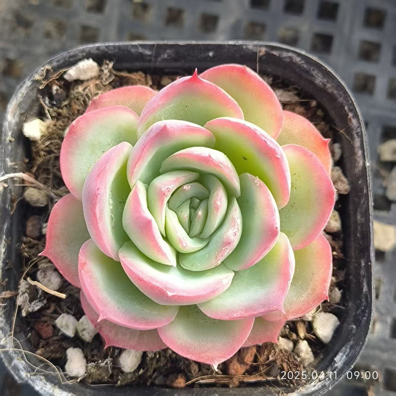RDD182 シルエット (6.5cm pot)