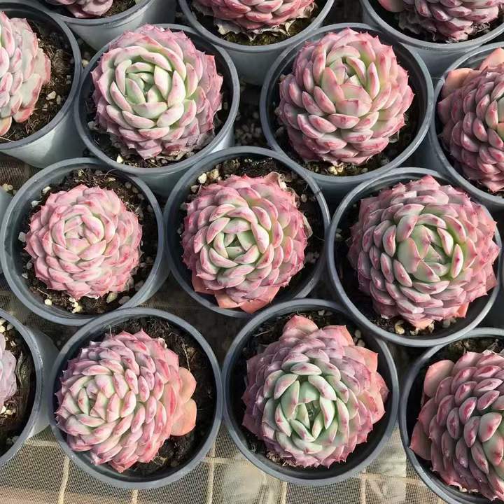 T26467 デザート ローズ