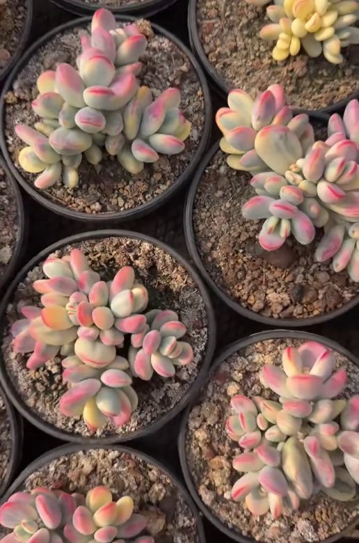 263381 オルビキュラータ錦