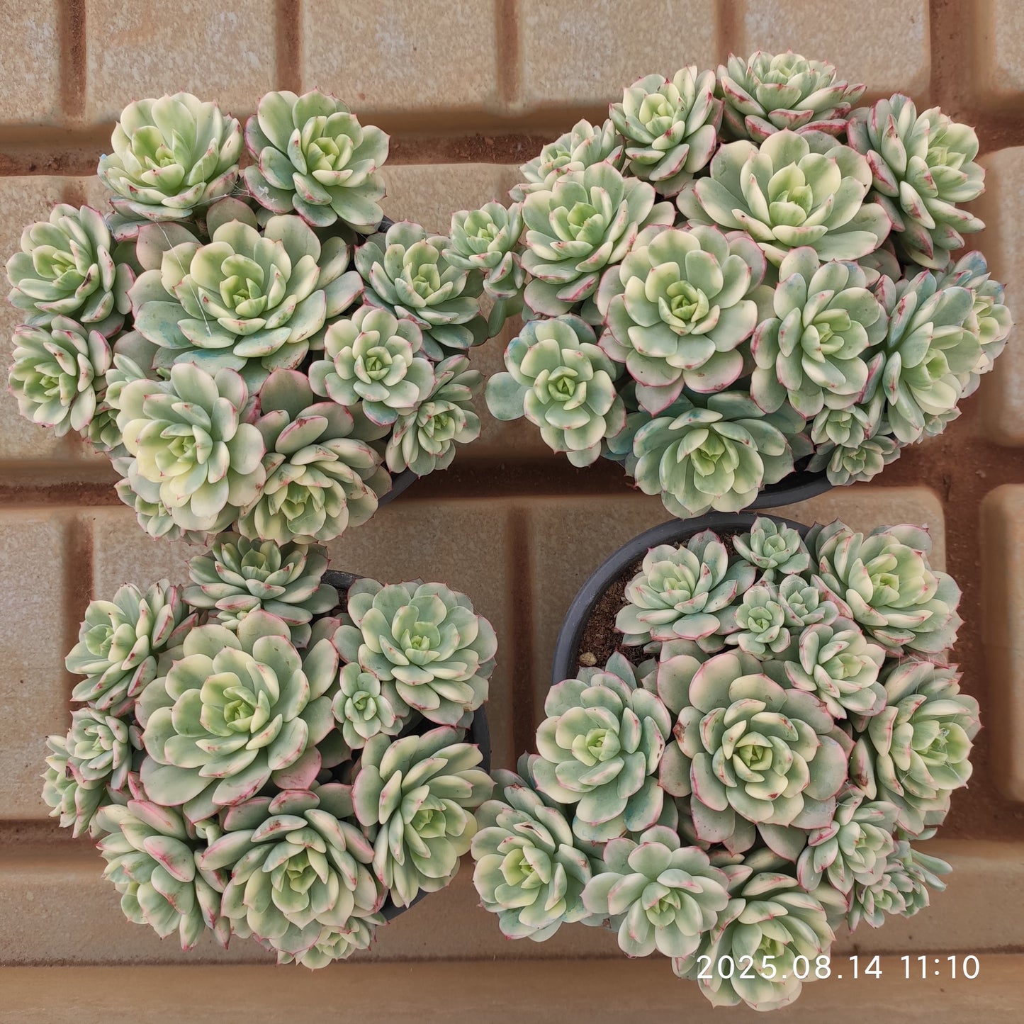 YS277 ディレン錦(12cm pot)