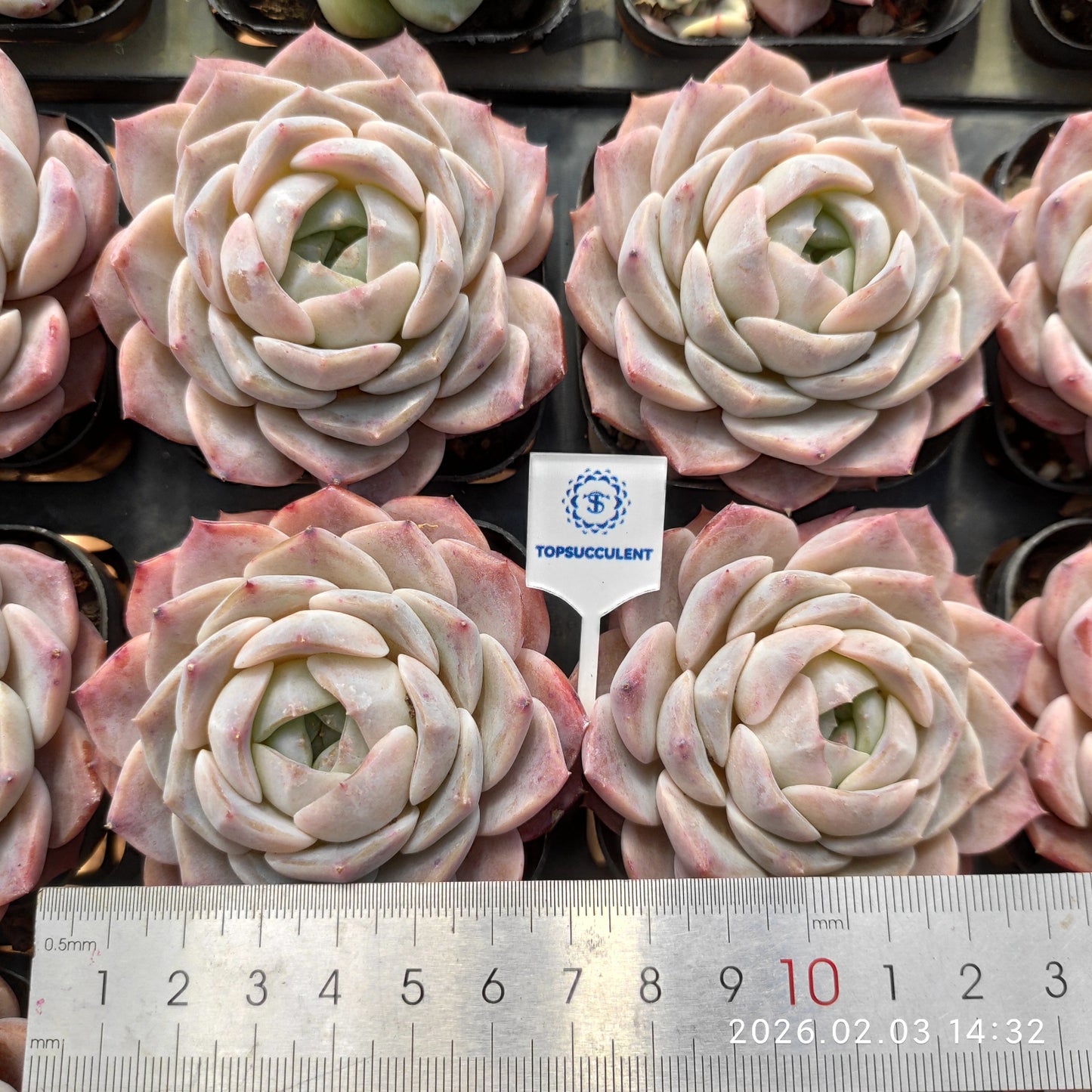 25675 アメイジンググレイス