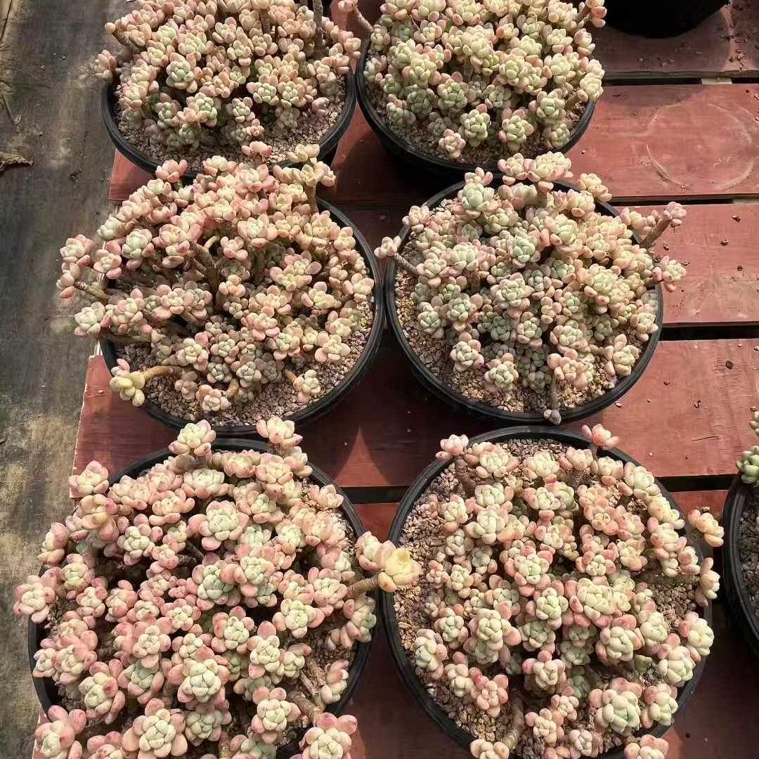 360027 クラバツム