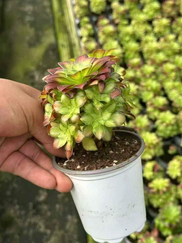 263651 アエオニウム グロリアスユース