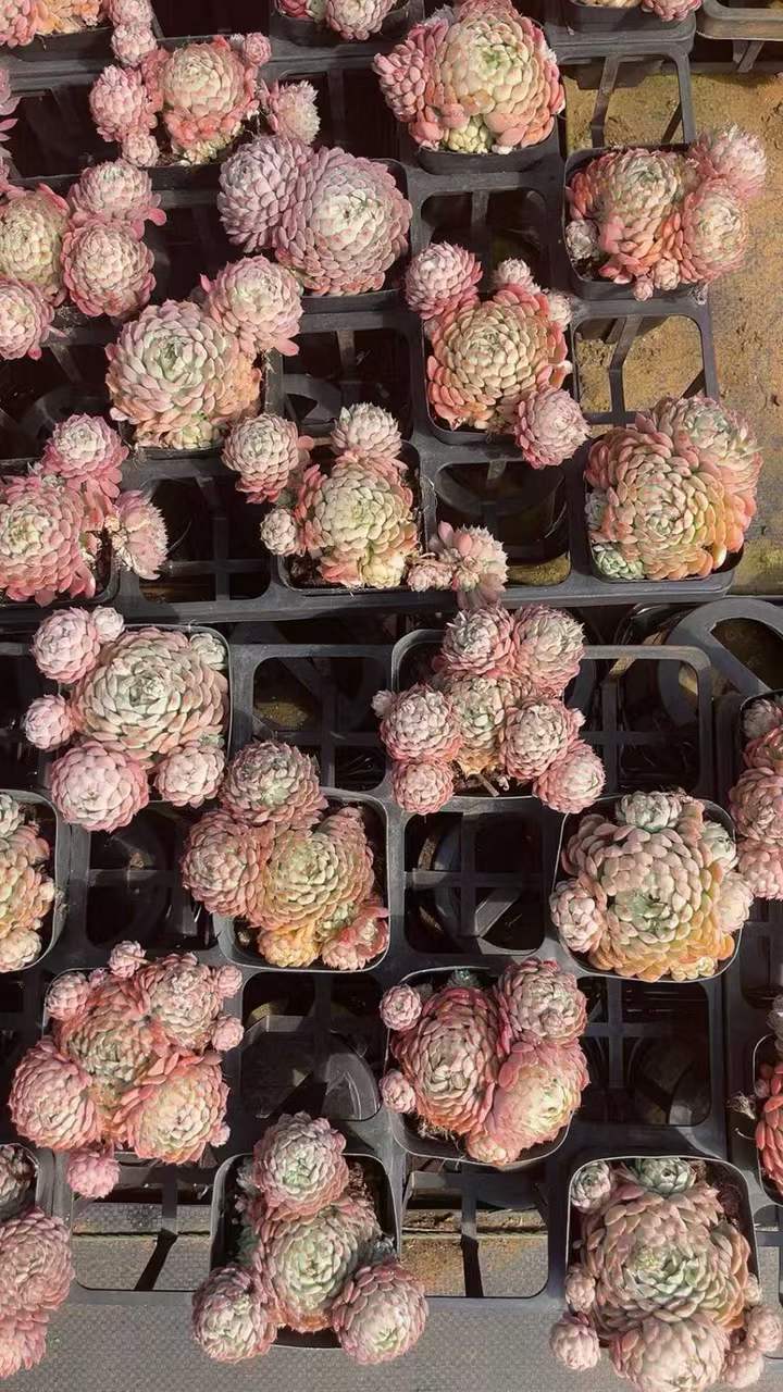 T26407 レッドフェアリー