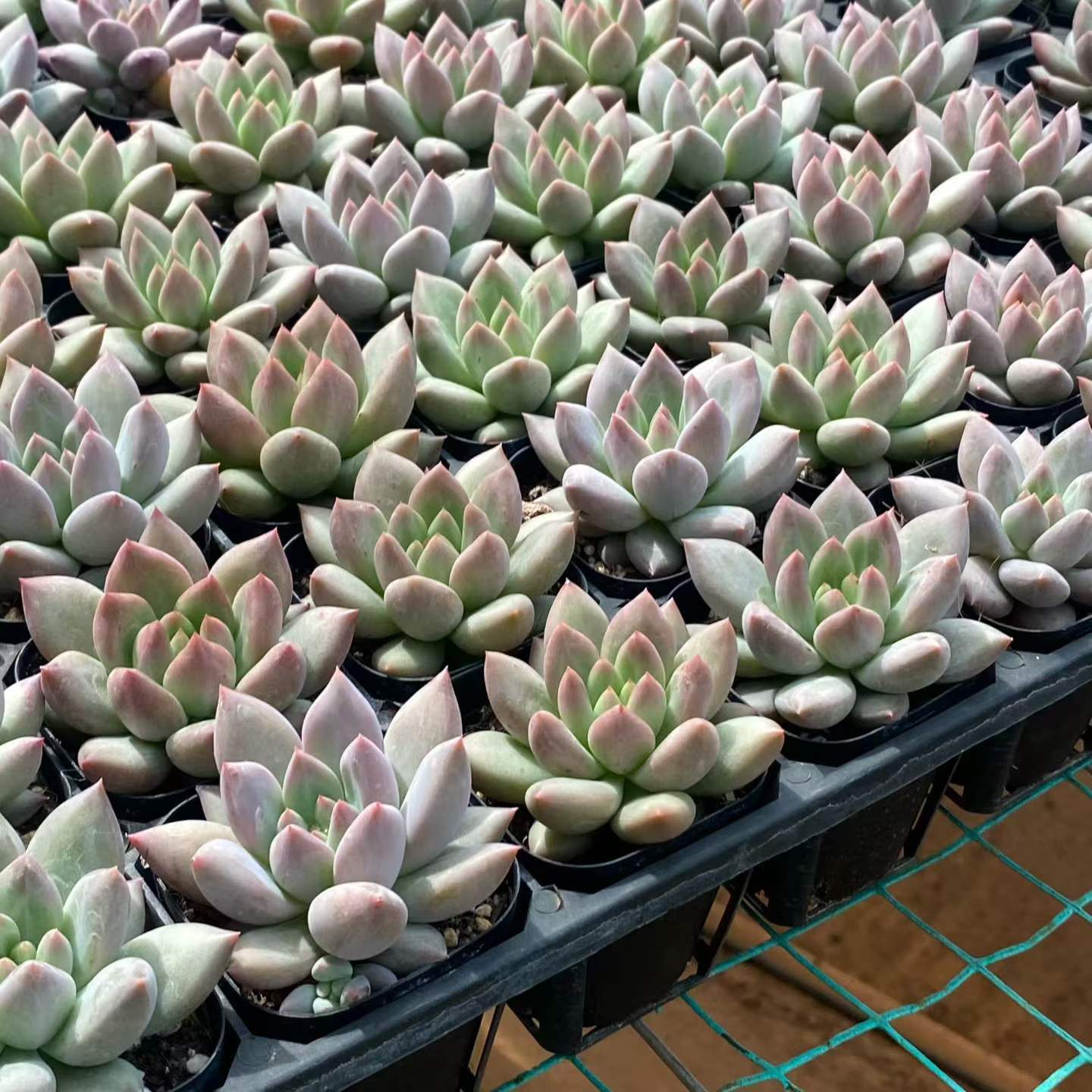 362769 クリスタル ボール