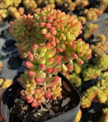BL1625 アリス エヴァンス綴化(7cm pot)