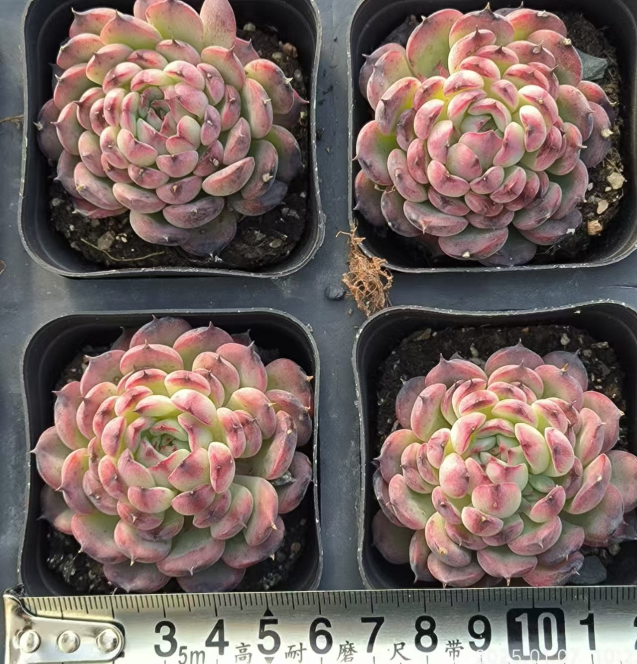 RDD230 マーシェル (6.5cm pot)