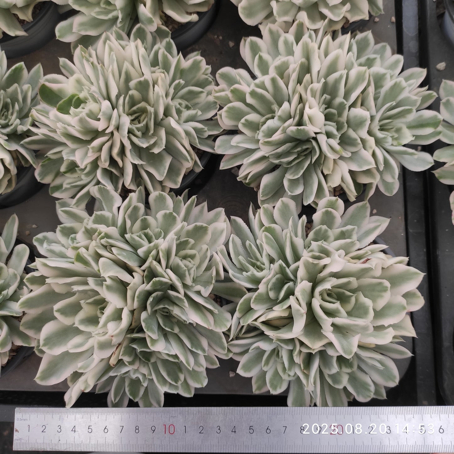 ON647 パープル バタフライ錦(12cm pot)