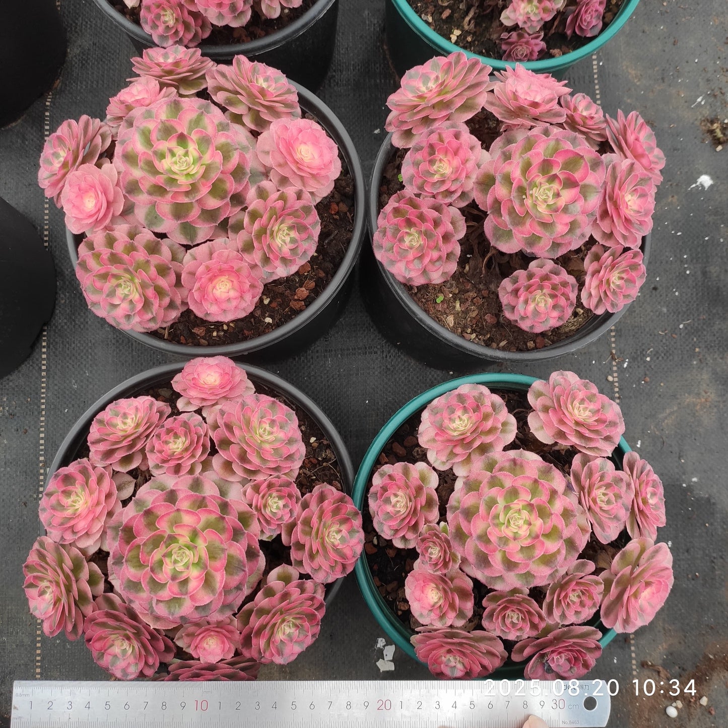 YF461 アエオニウム ゴージャス(18cm pot)