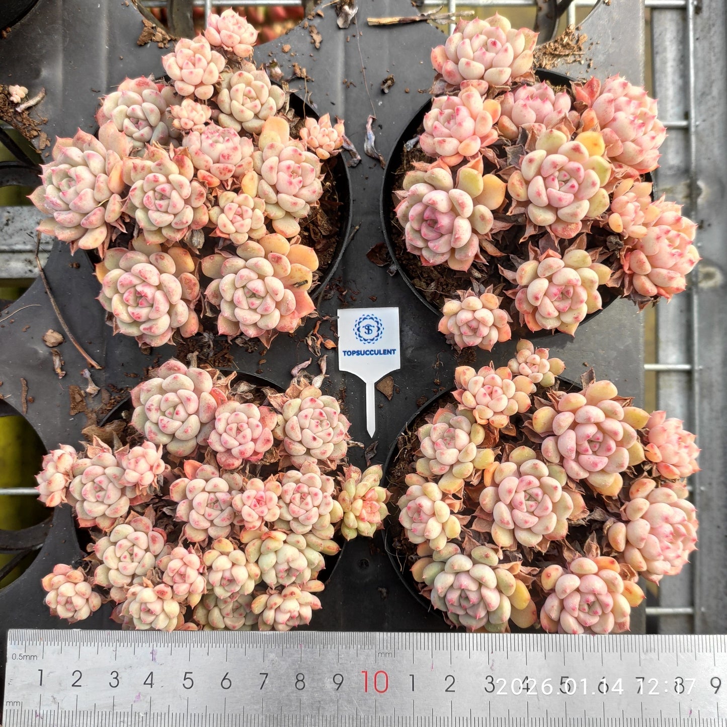 16366 キュートバブル