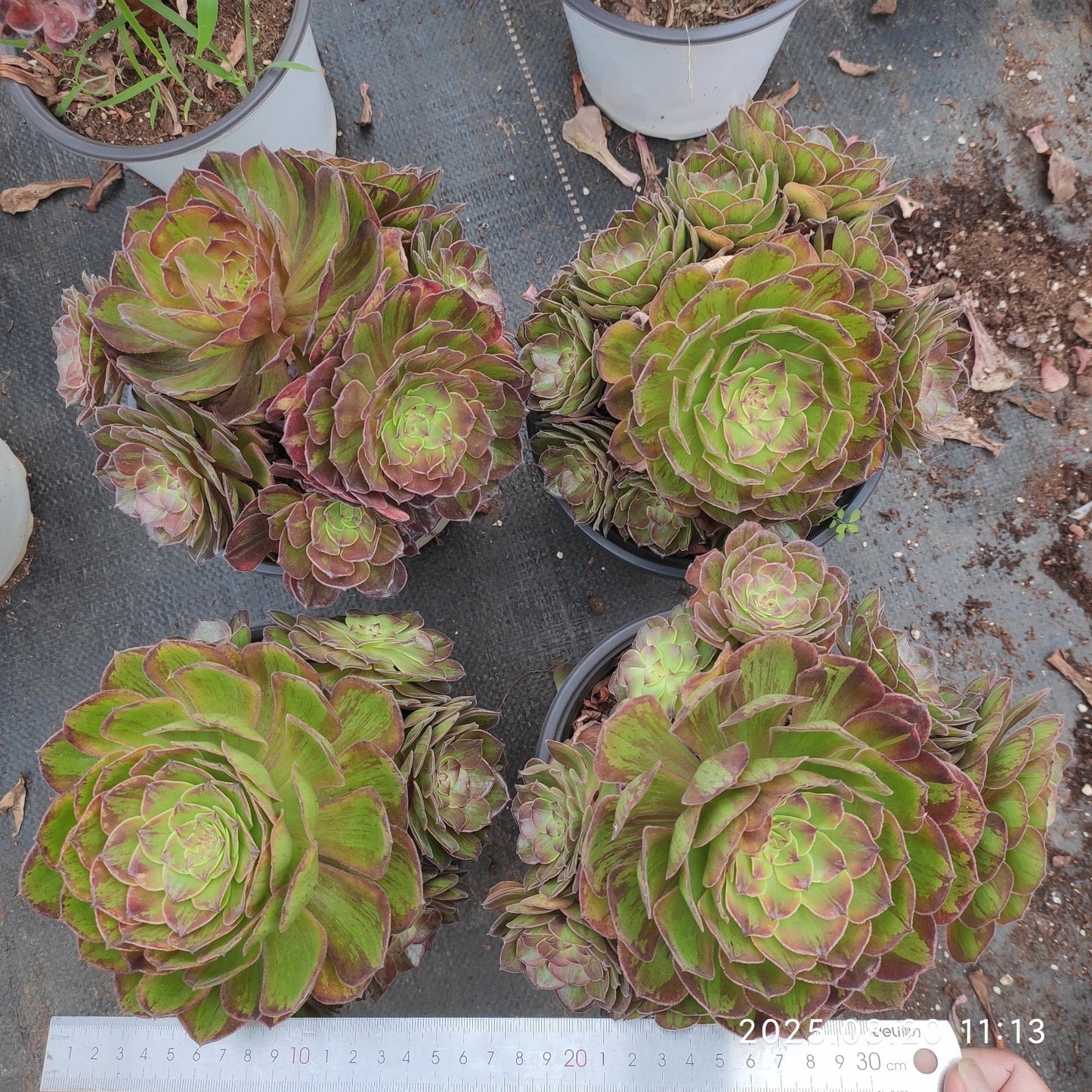 YF462 マルチカラー(17cm pot)