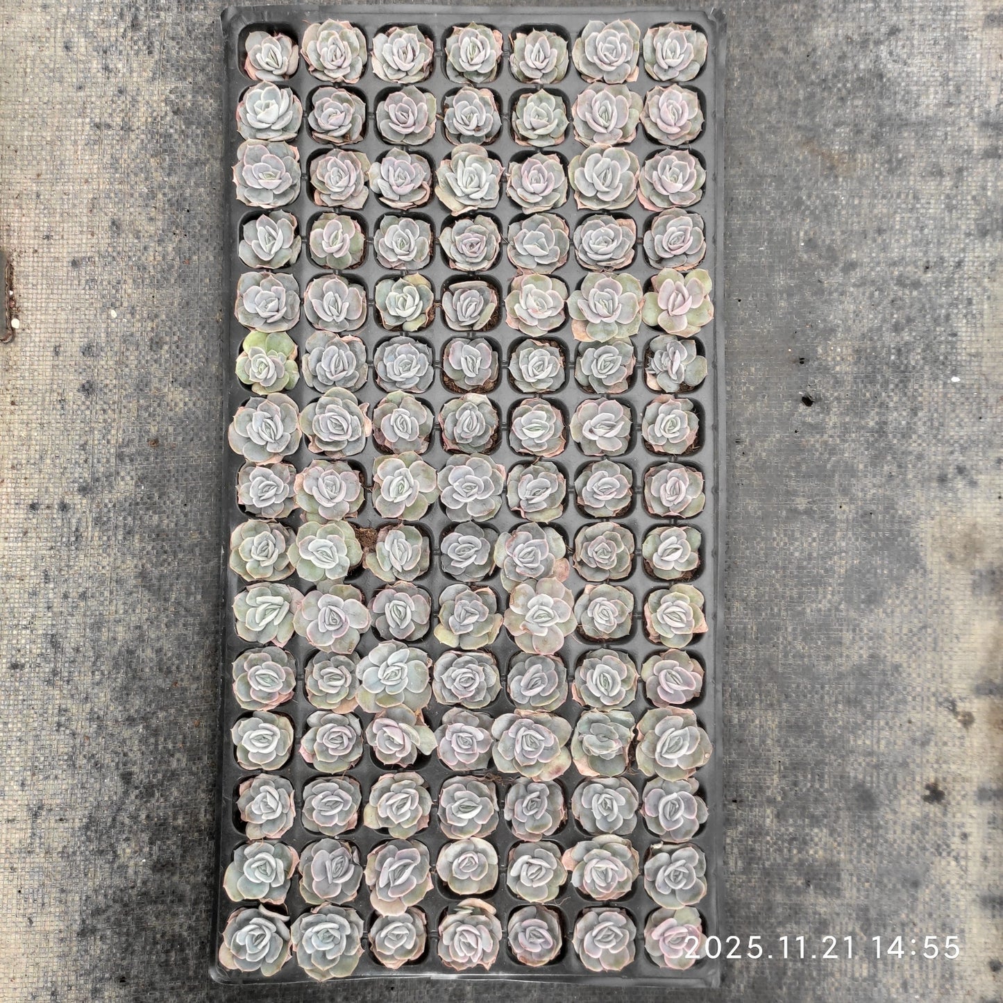 21747 ブルーサプライズ(3cm pot)(ポット苗)