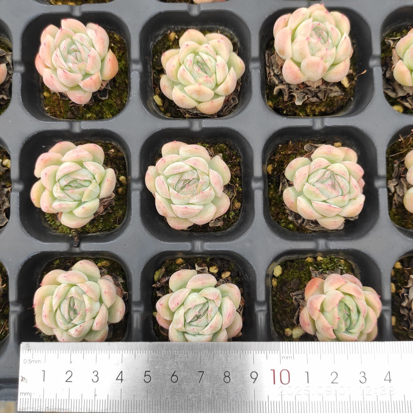 QN780 ベリー(3cm pot)