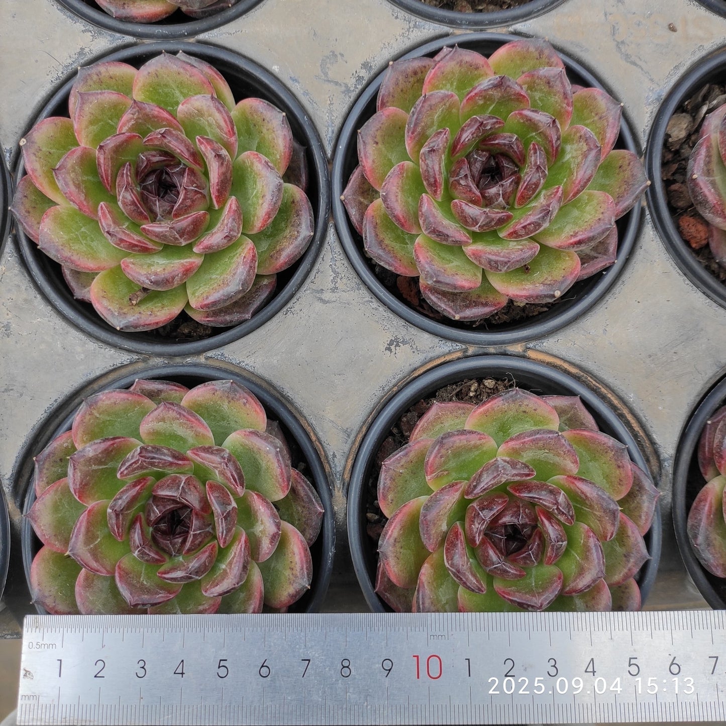 MMY1183 アイスランディック コフィー(9cm pot)