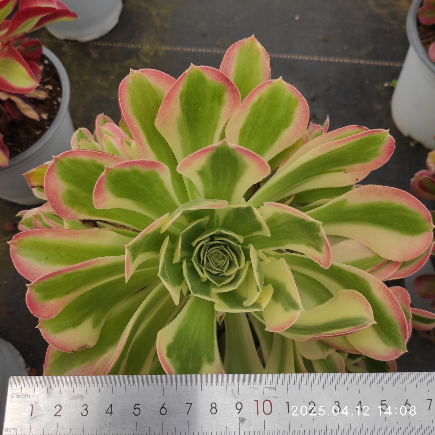 YF392 アエオニウム ホワイトフェニックス(300cm pot)