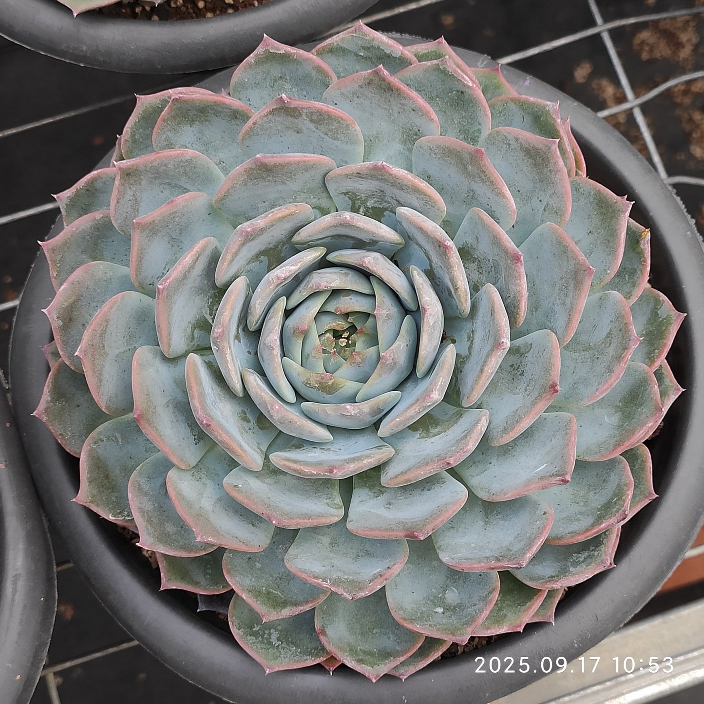 NGN745 パイレーツ/海賊(20cm pot)