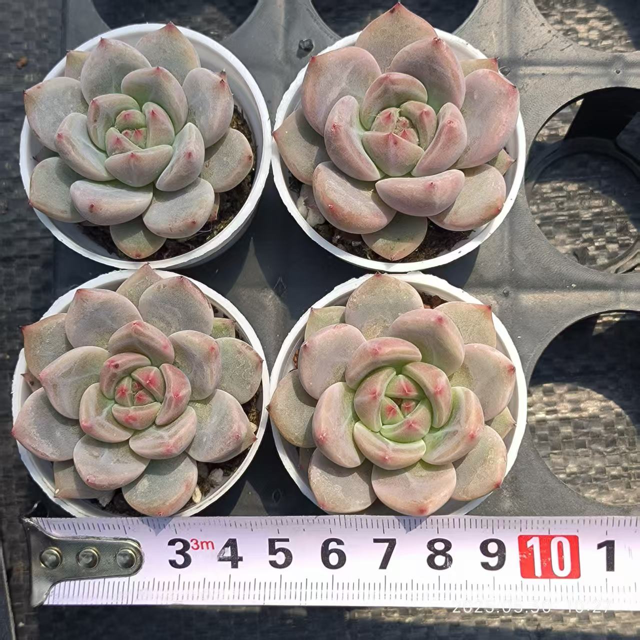 XL051 デアデビル(5cm pot)