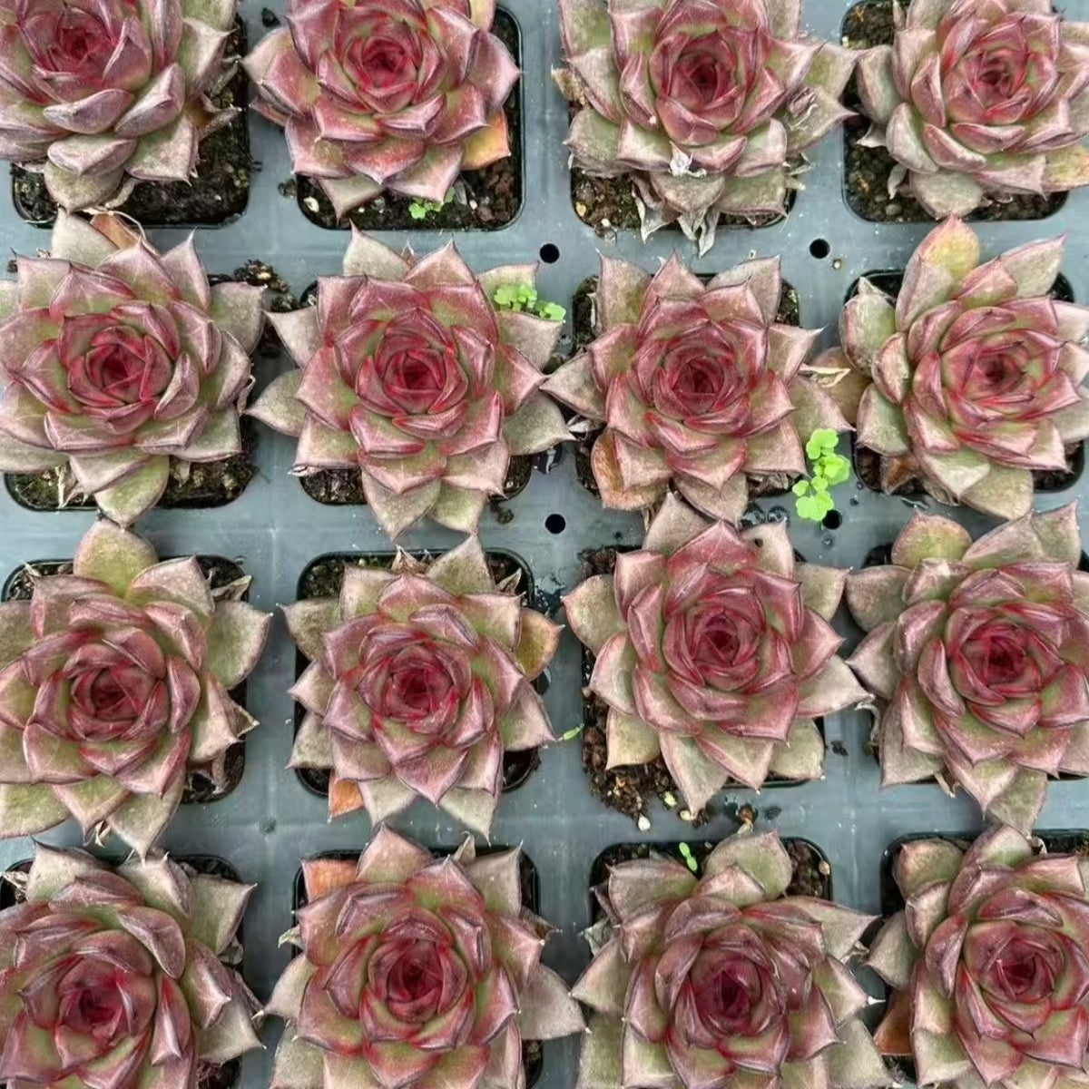QNY155 ファット ローズ(7cm pot)