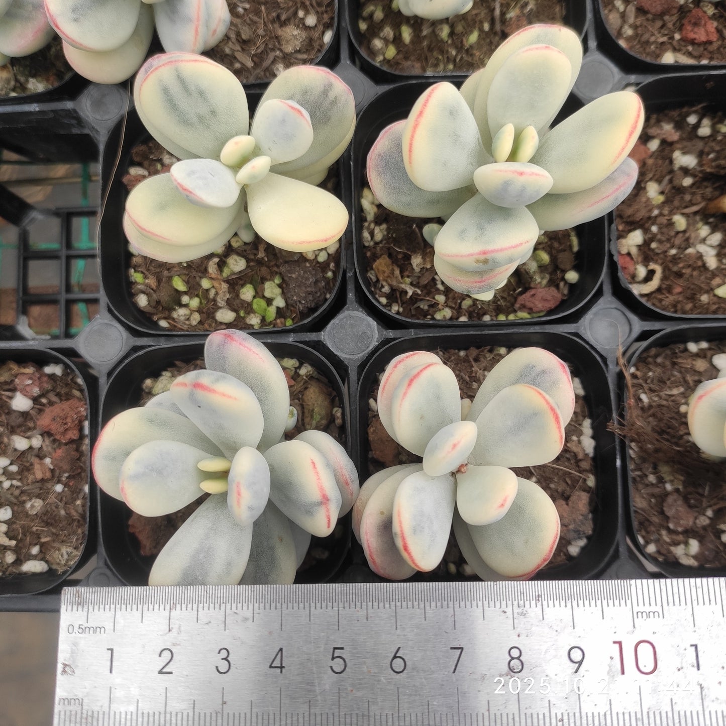 MMY650 オービキュラータ錦(6.3cm pot)