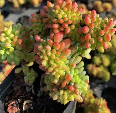 BL1625 アリス エヴァンス綴化(7cm pot)