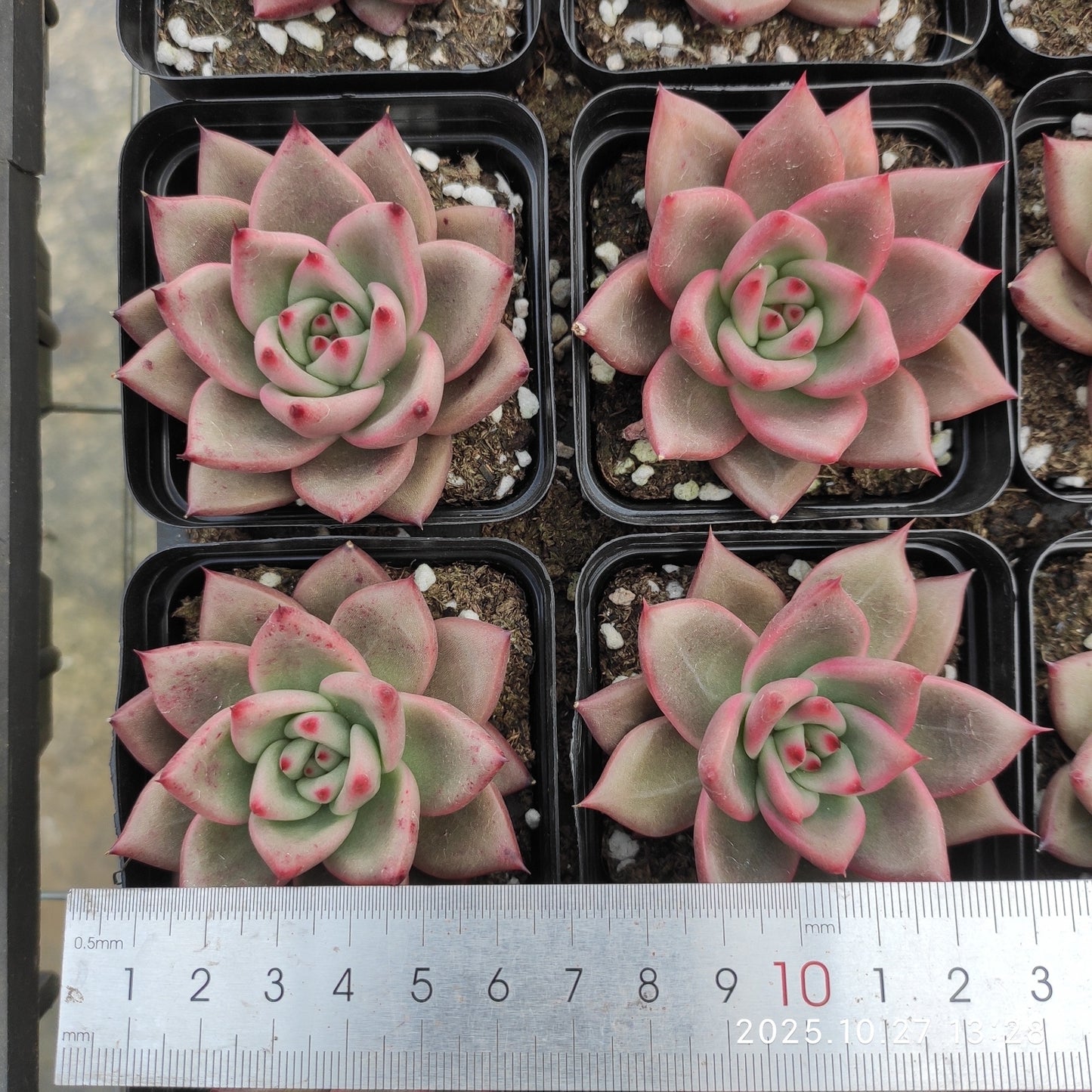21799 ブルー ドラゴンHyb(7cm pot)