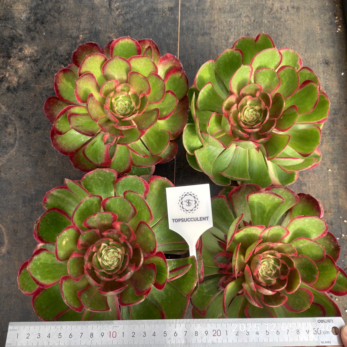 23319 バンクェット(12cm pot)