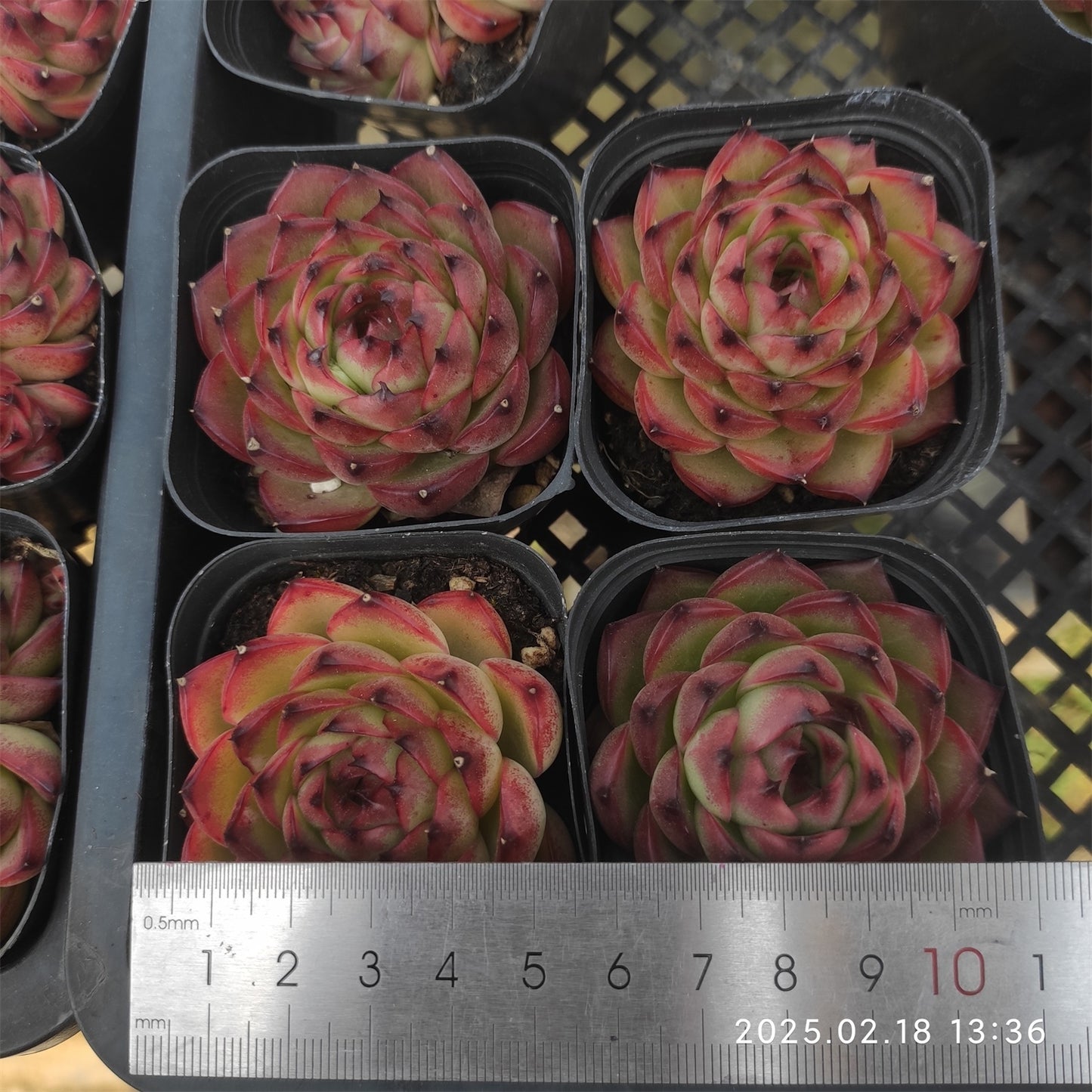 QN588 ムーンストーン(6.5cm pot)
