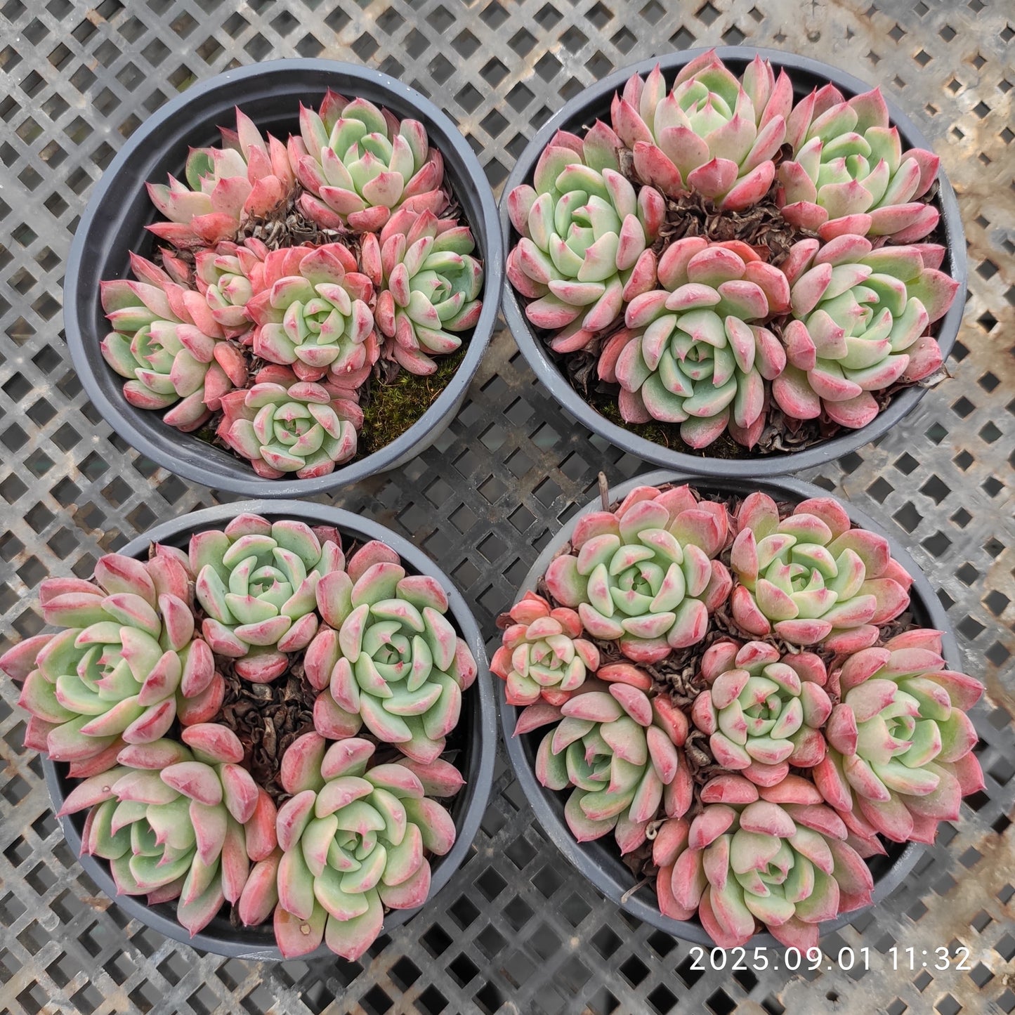 QN861 ナナウクミニ(9cm pot)