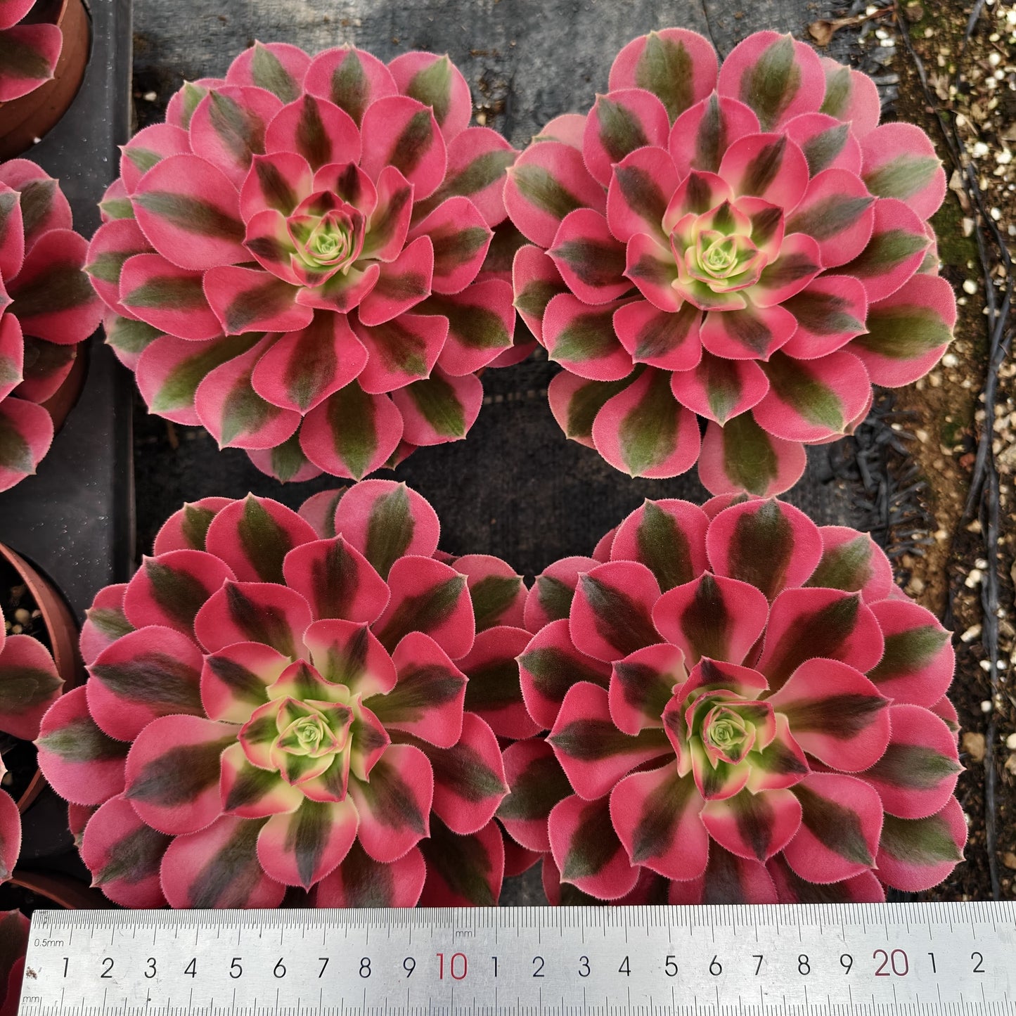 ZXX593 ウィッチ (12cm pot)