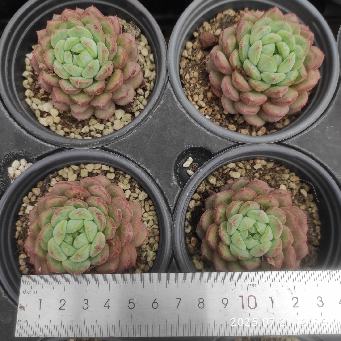 MMY1116 ゴールドスピンク(9cm pot)