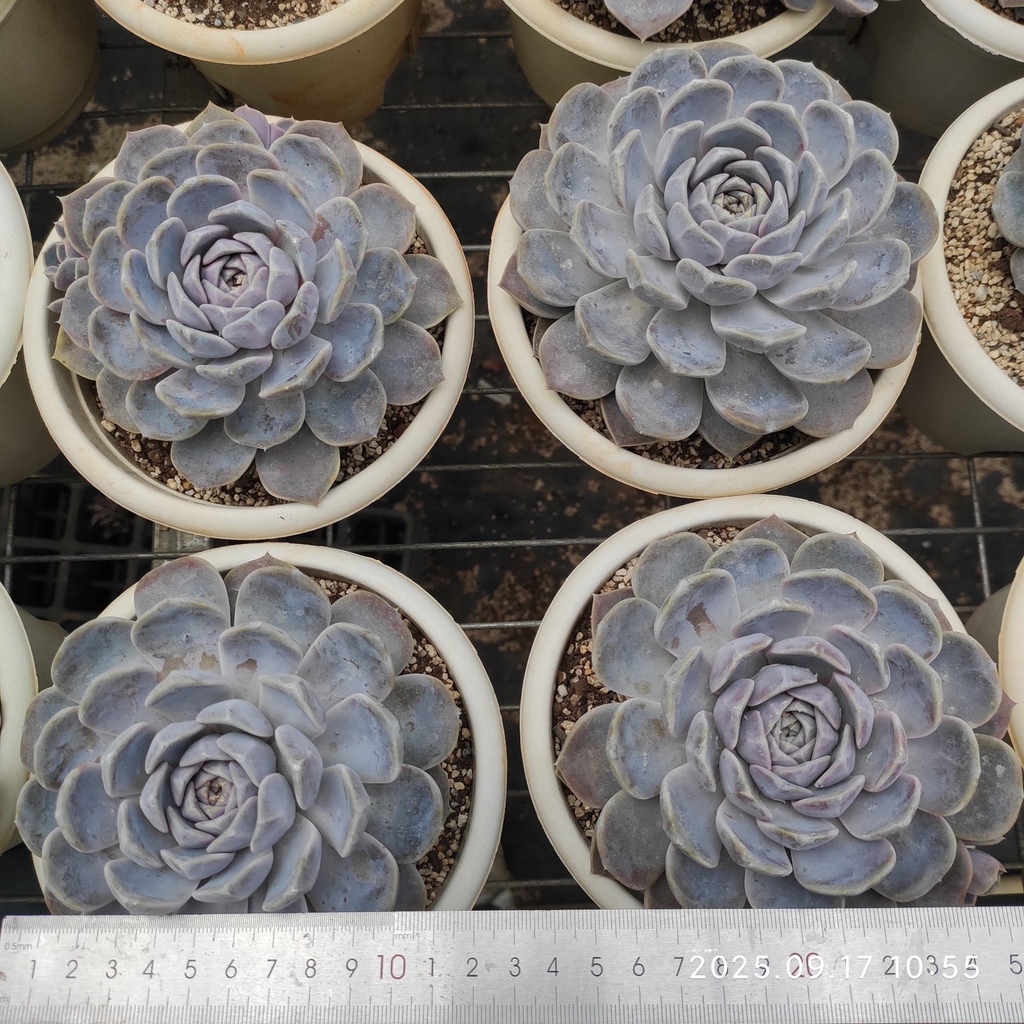 NGN729 タイニーバーガー(15cm pot)
