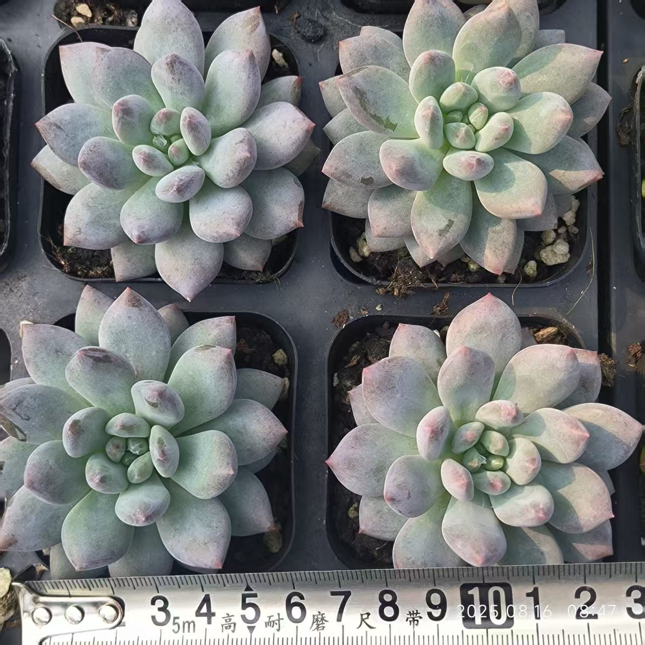 LG683 マッスルエンジェル(6.5cm pot)