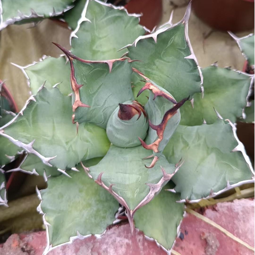 ZL660 チタノタ コンパクト姫厳竜(12cm pot)