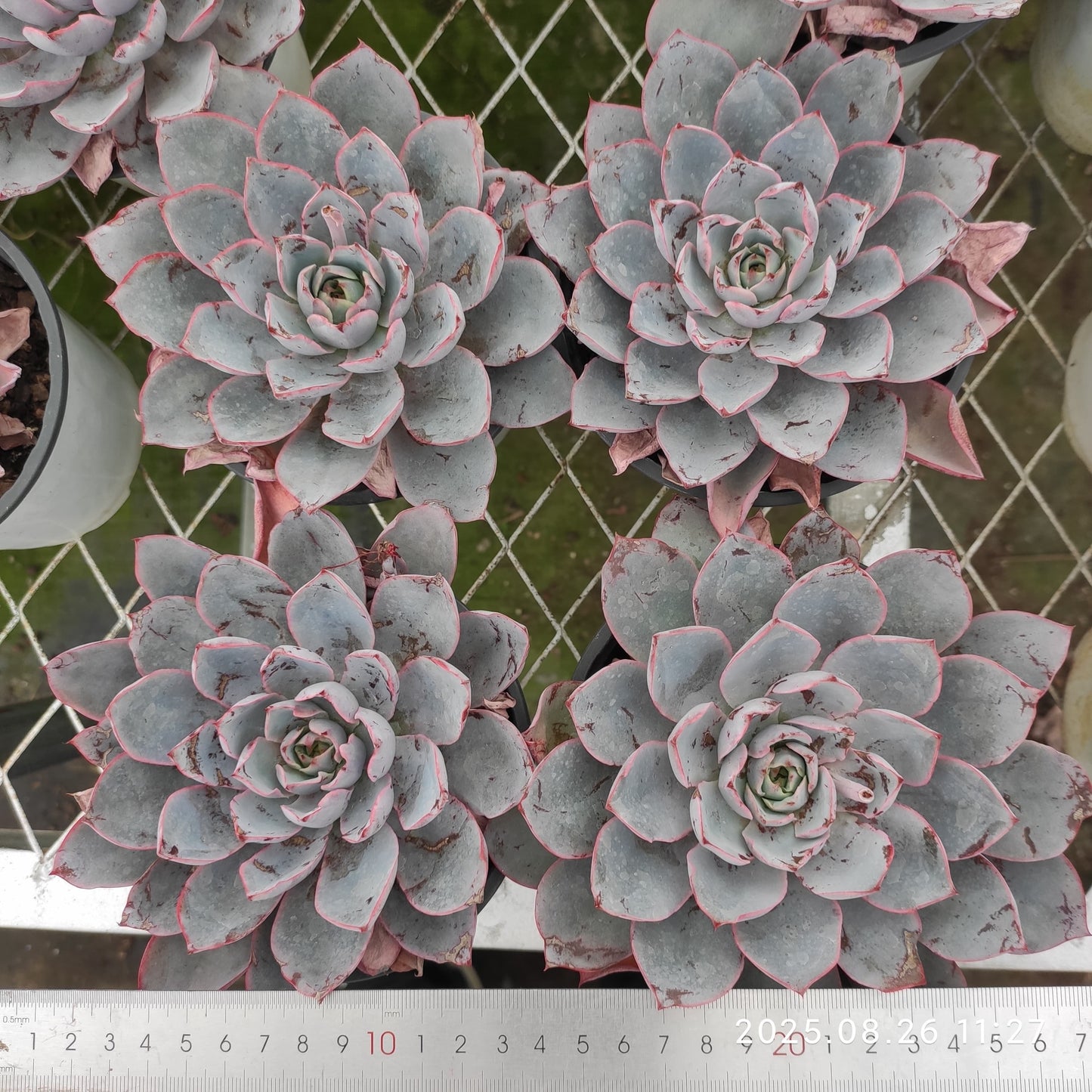 XY236 ヘラ(9cm pot)