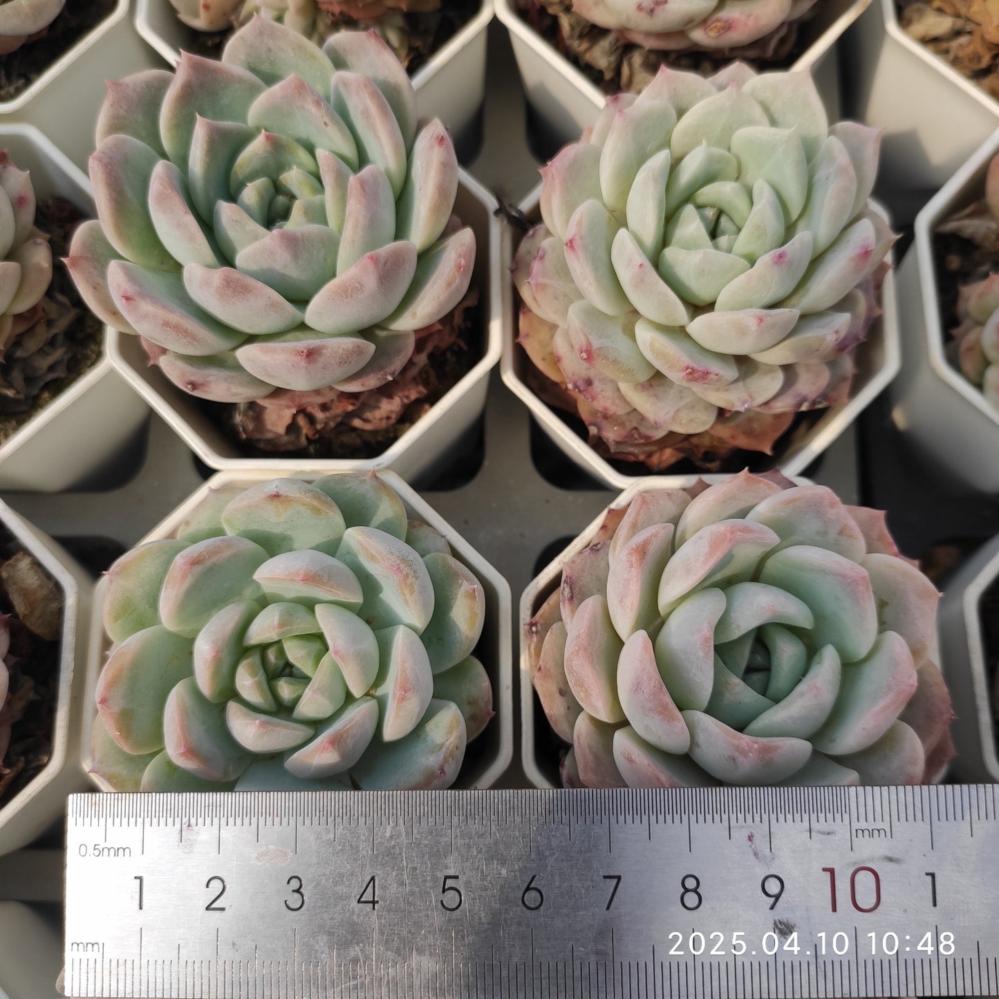 NGN133 アイススピリット(7cm pot)