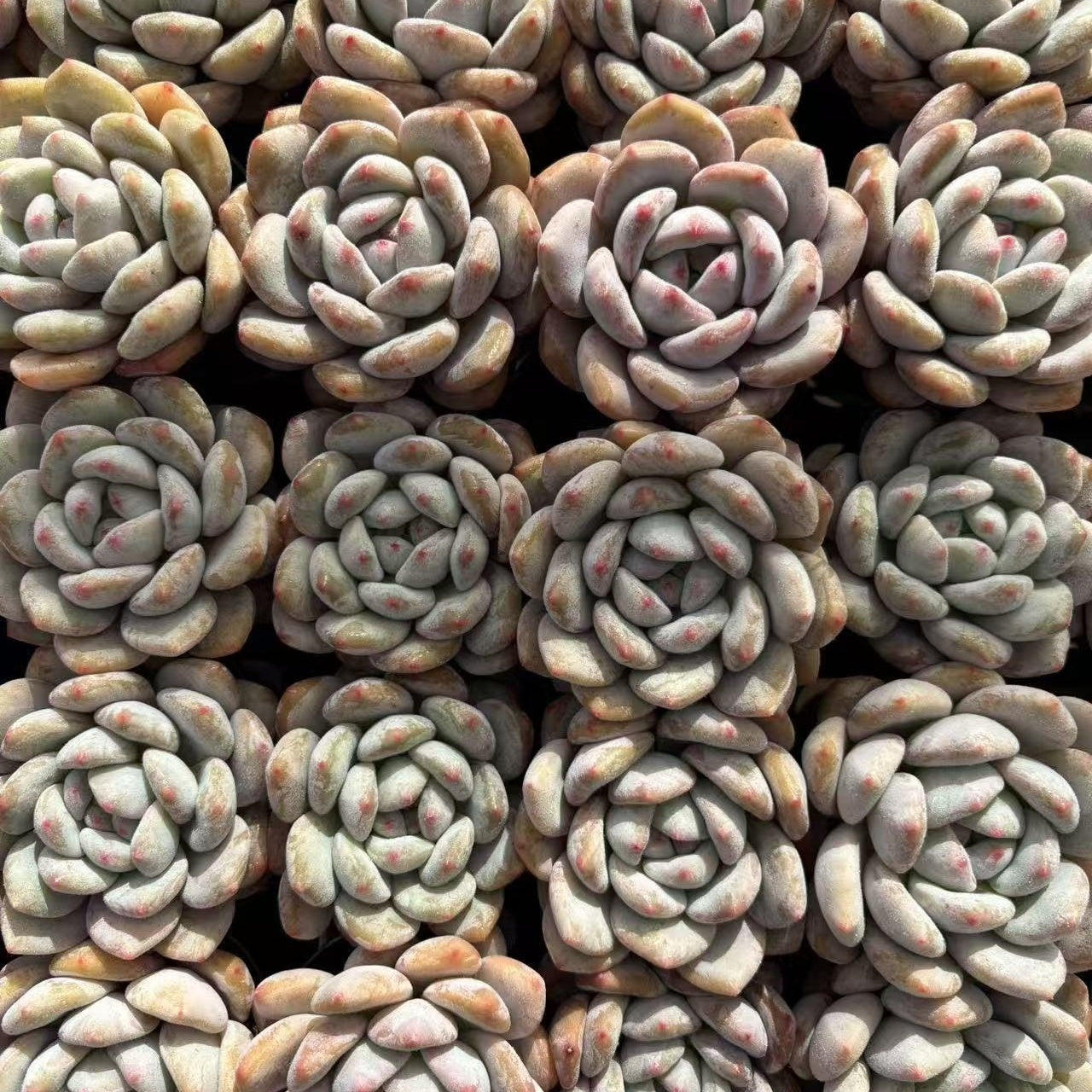 24149 モンロー x フレベル