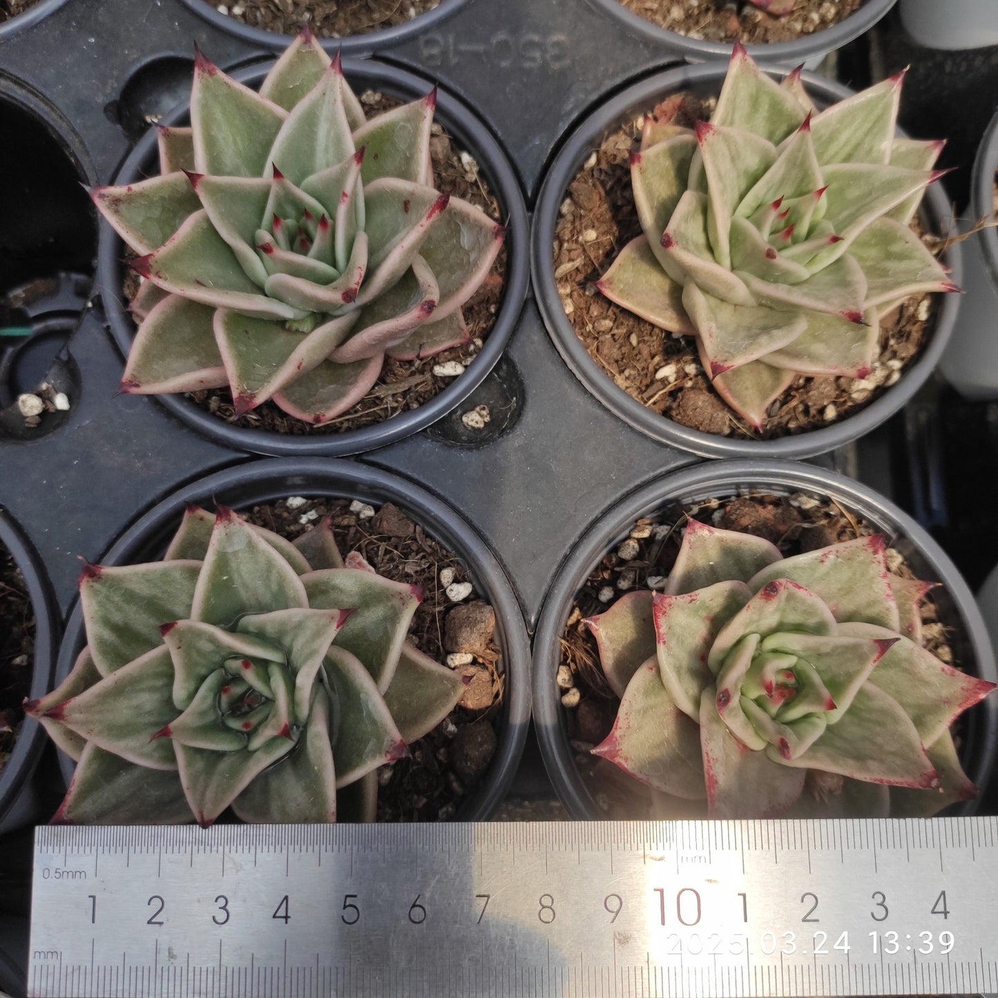 MMY782 ジェード スター錦(9cm pot)