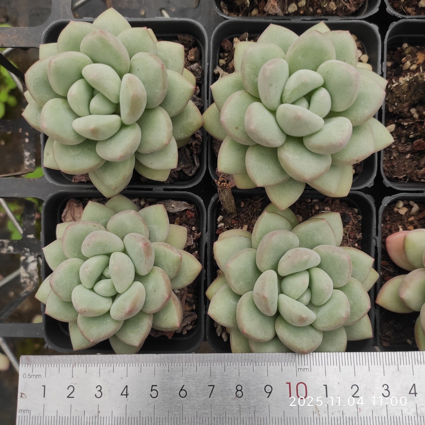 18924 バブルガム(7cm pot)