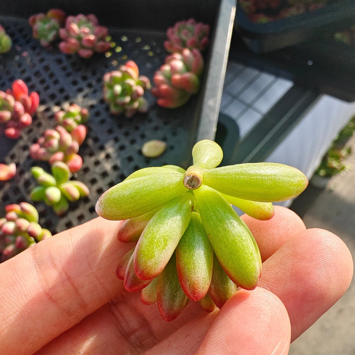 220751 クラウセン錦(カット苗)