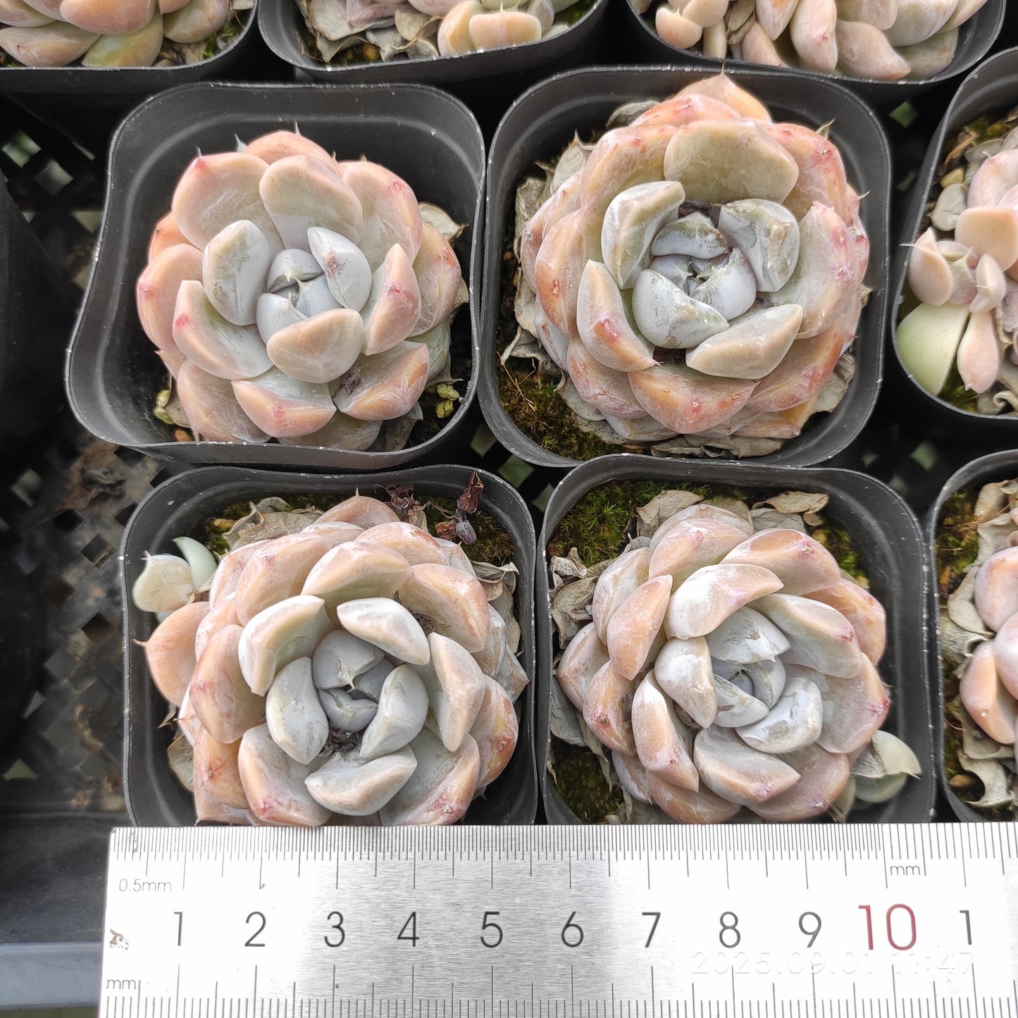 QN243 タイニーバーガー(7cm pot)