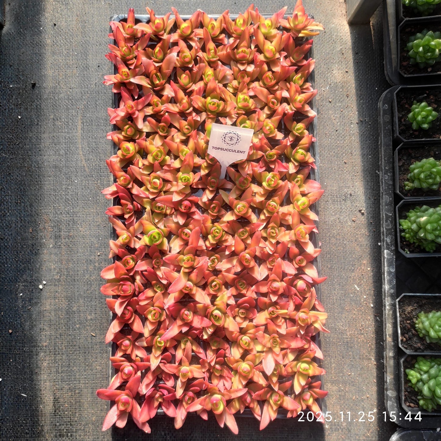 220631 クラッスラ・キャンプファイヤー(火祭)(3cm pot)(ポット苗)