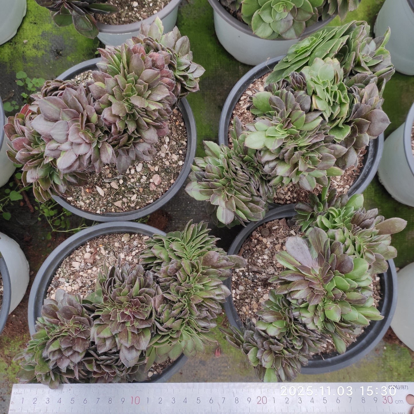 22317 ムーン ナイト 綴化(18cm pot)